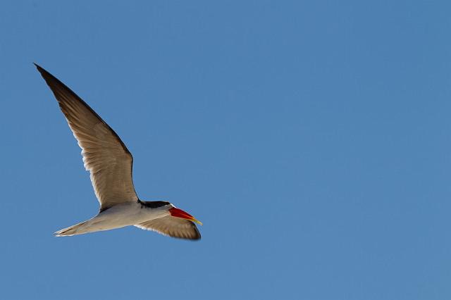 047 Chobe NP, afrikaanse schaarbek.jpg